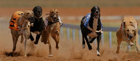 igb.ie upcoming racecards|Upcoming Race Cards .